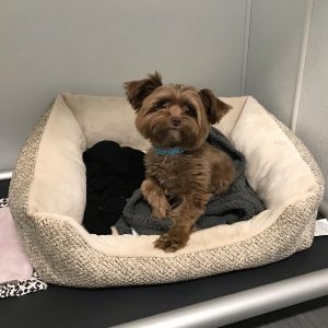 Coco in her overnight suite at Hounds Lounge in West Little Rock