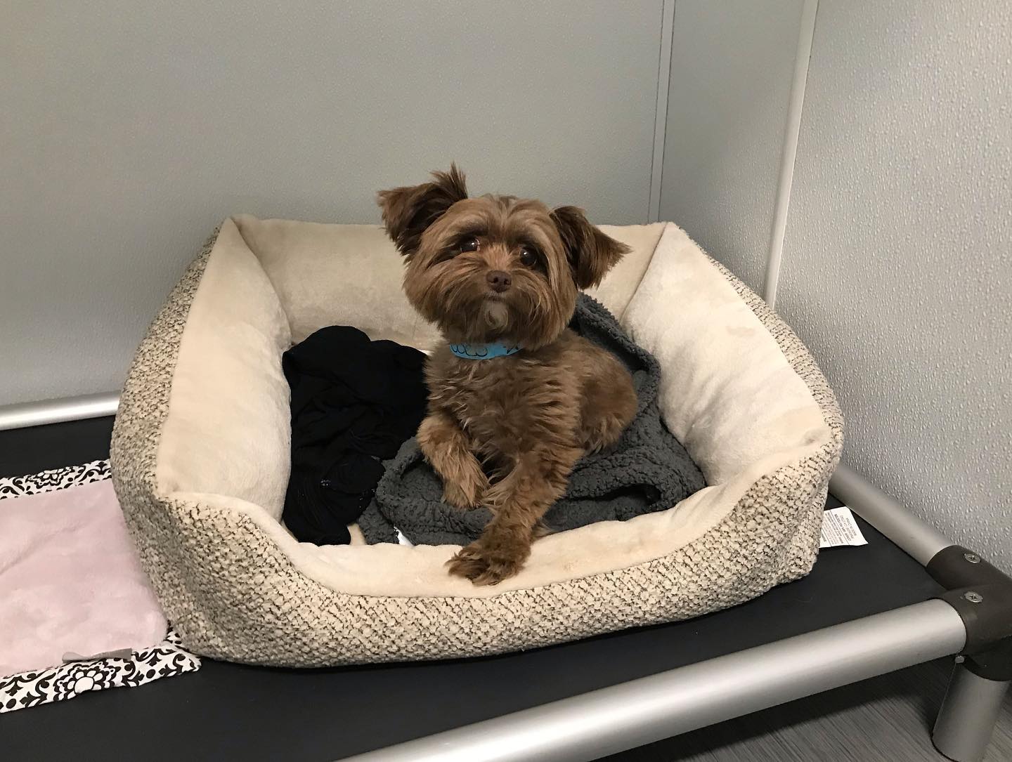 Coco in her overnight suite at Hounds Lounge in West Little Rock