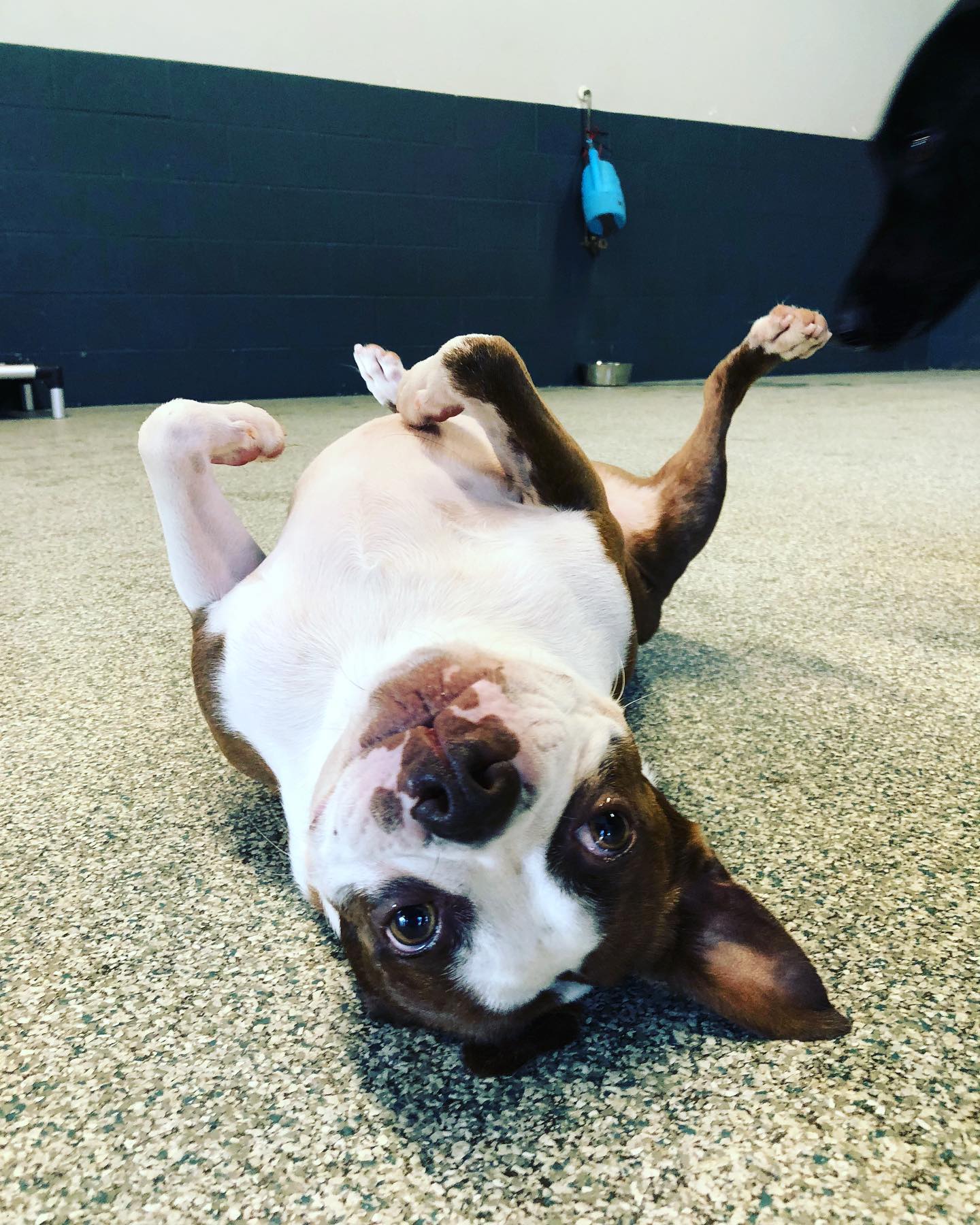 Cute toy breed at doggie daycare in North Little Rock