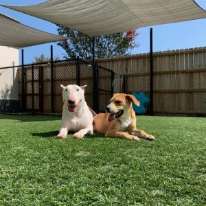 Doggy daycare campers at Hounds Lounge
