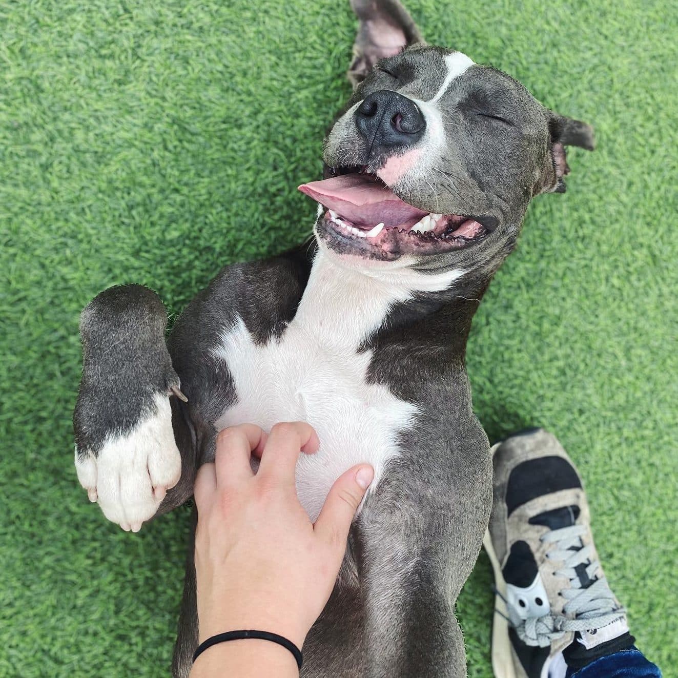 Gray dog getting belly rubs at doggy daycare in Little Rock