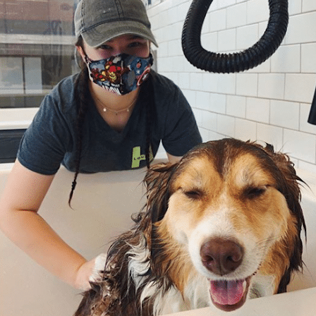 dog getting bath