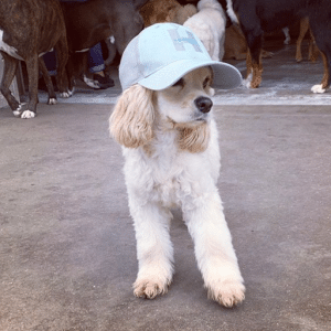 dog in hat