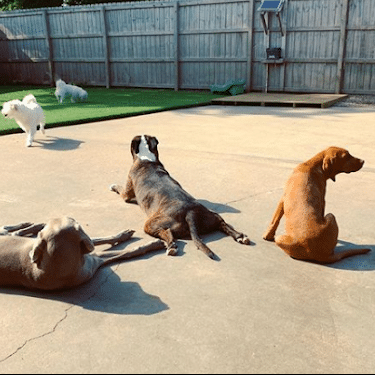 5 benefits of dog daycare is daycare right for your dog