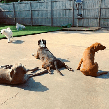 dogs laying around