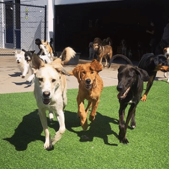 5 benefits of dog daycare is daycare right for your dog