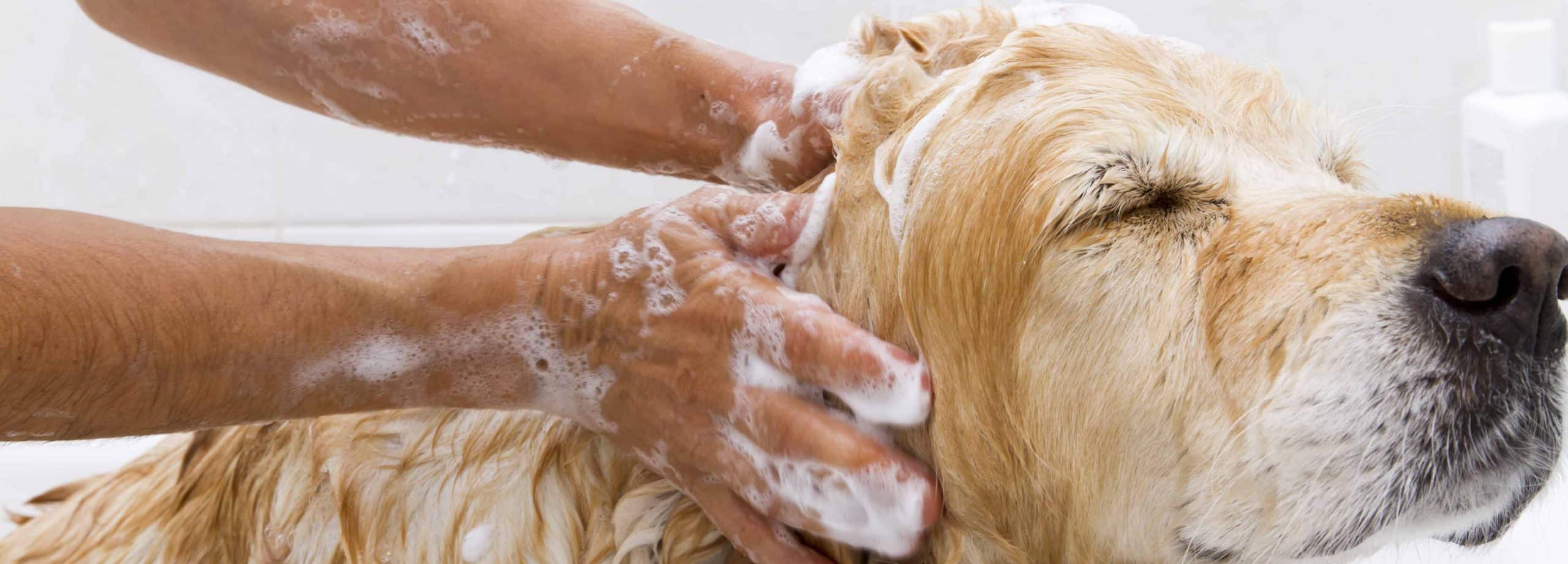 Golden Retriever Dog Grooming Bath