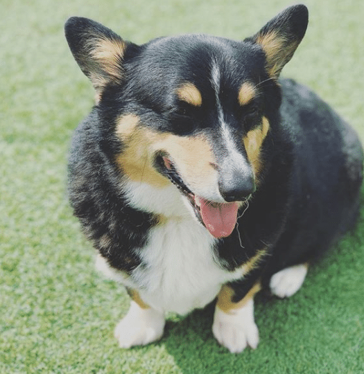 smiling Corgi