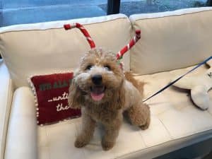 Christmas Antlers On Dog