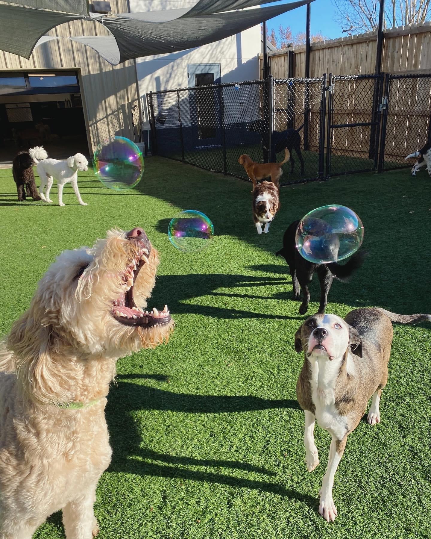 Dogs Playing With Bubbles