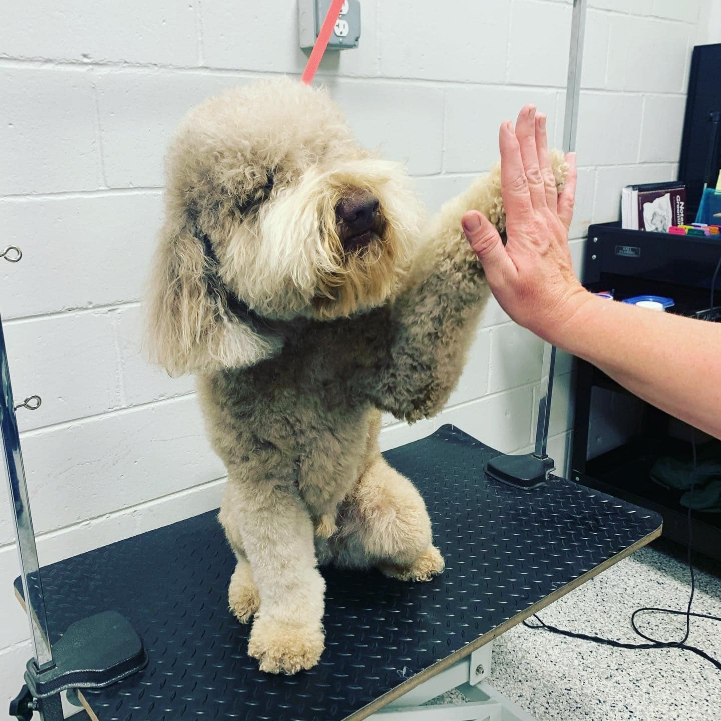 dog giving a high five