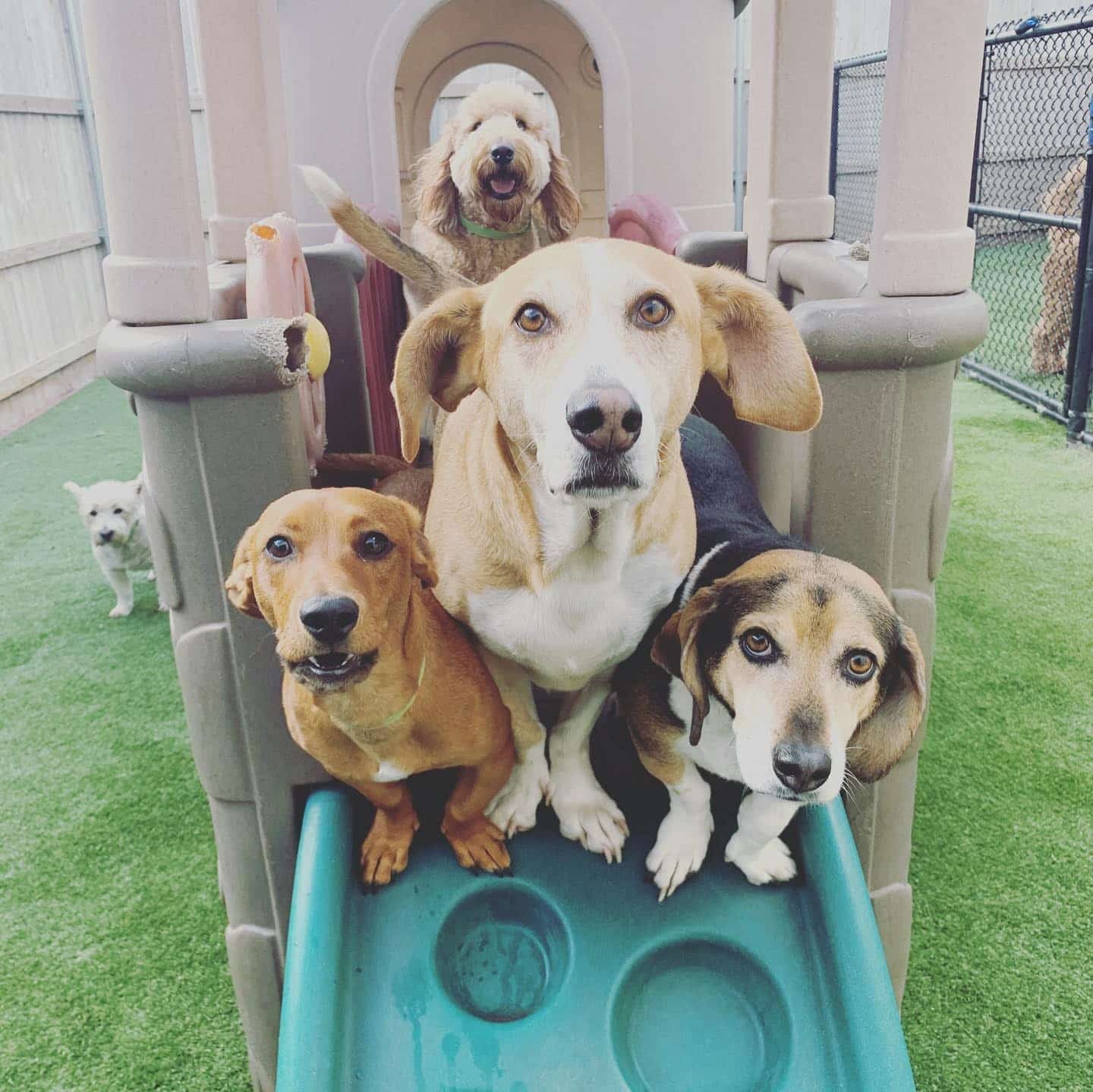 Dogs playing at the best doggy daycare in West Little Rock