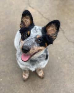 puppy smiling