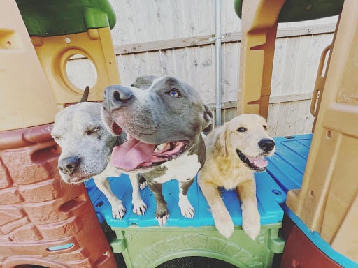 three dogs playing in playhouse