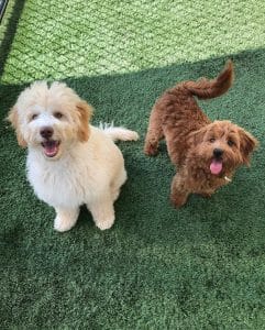 two little puppies two little puppies