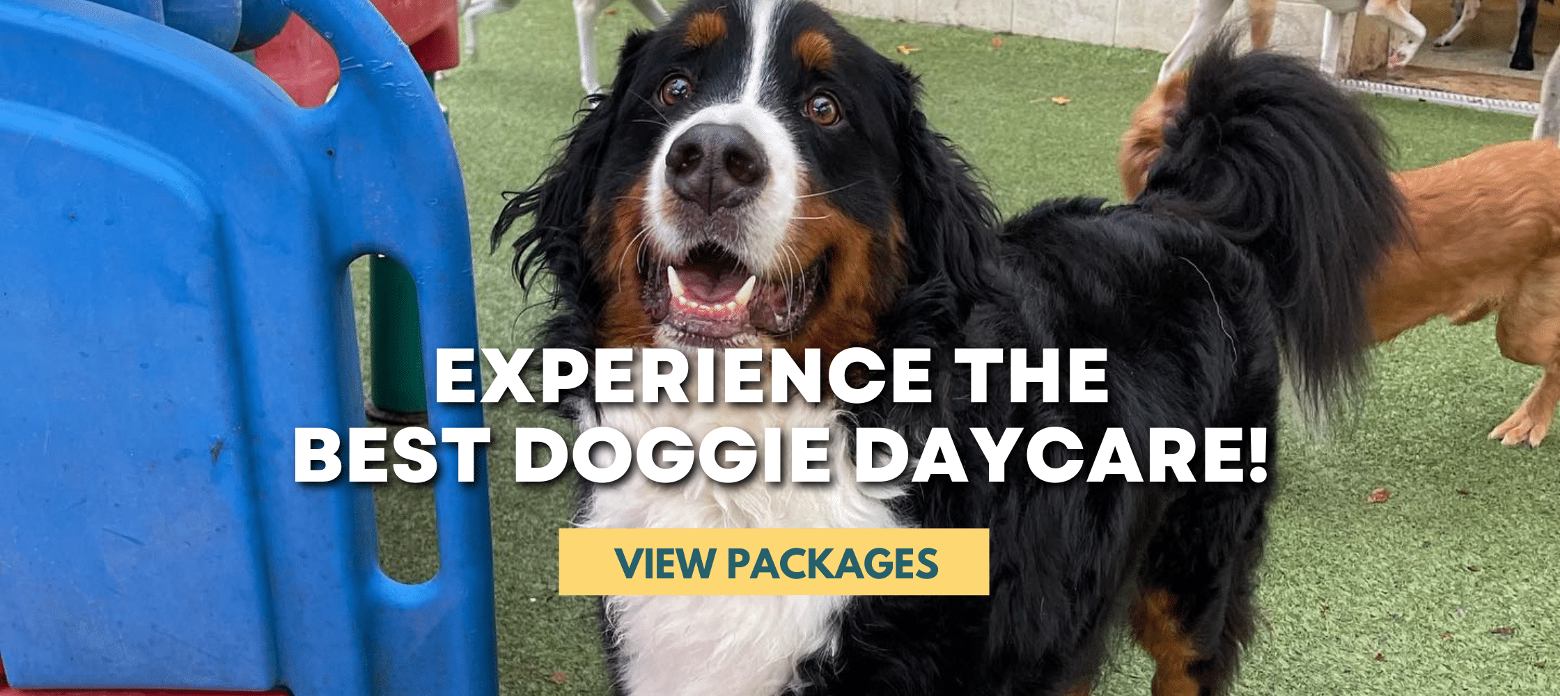 The Best Doggie Daycare