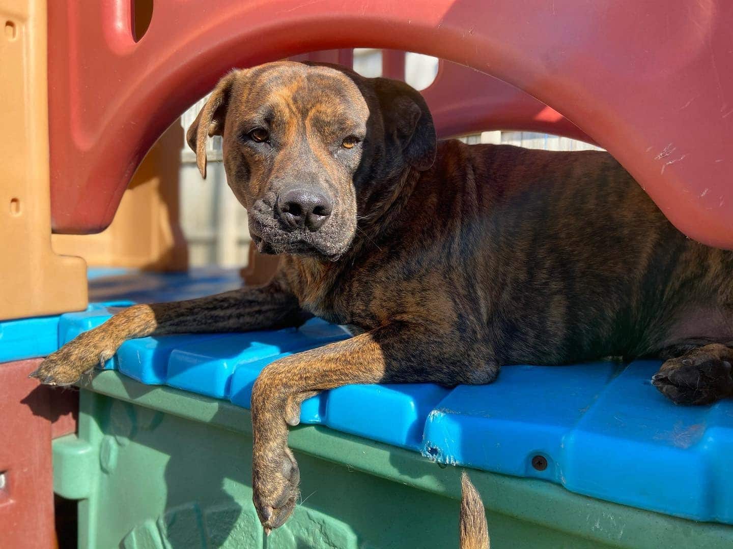 Dog resting on dog daycare plyground equipment