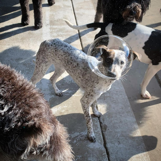 Dog with bubble