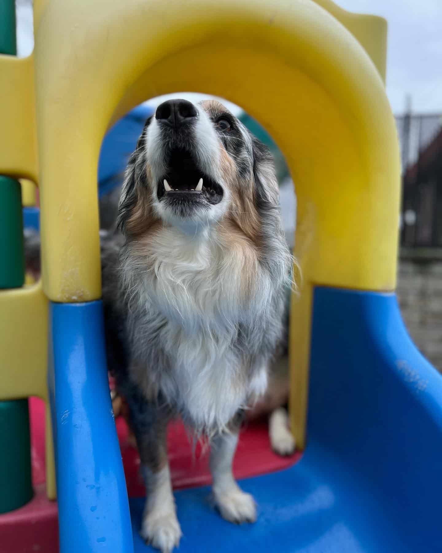 Doggie Daycare