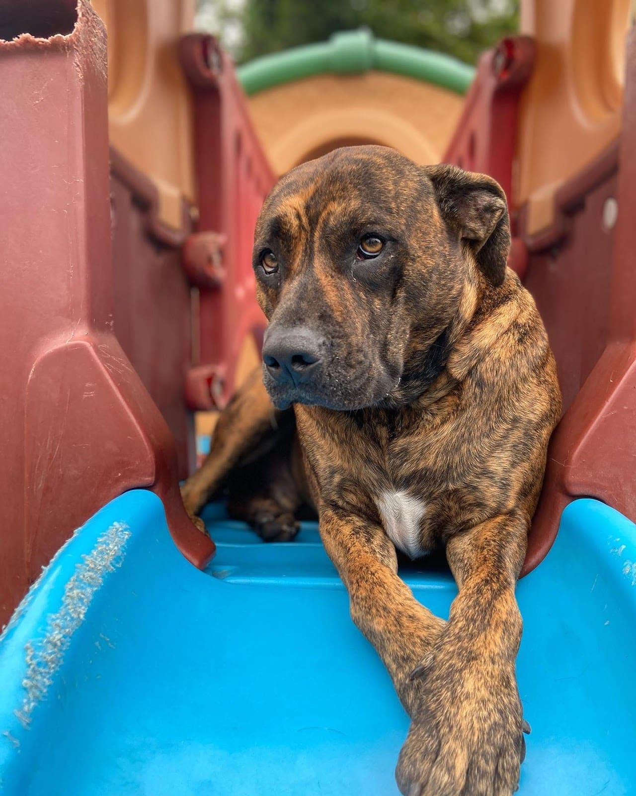 dog on slide on first day of doggy daycare