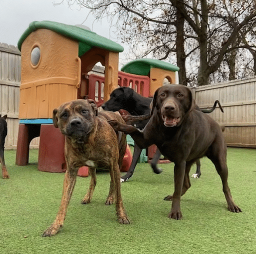 friends at dog daycare