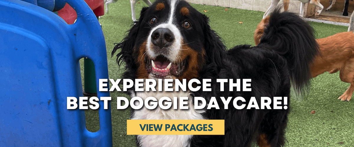 Experience Doggie Daycare at Hounds Lounge