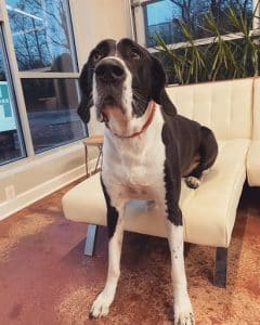 big dog sitting on couch