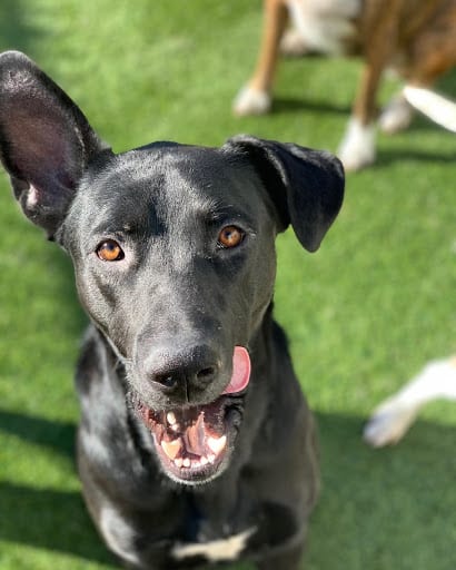 dog licking his lips