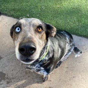dog with blue eye and brown eye