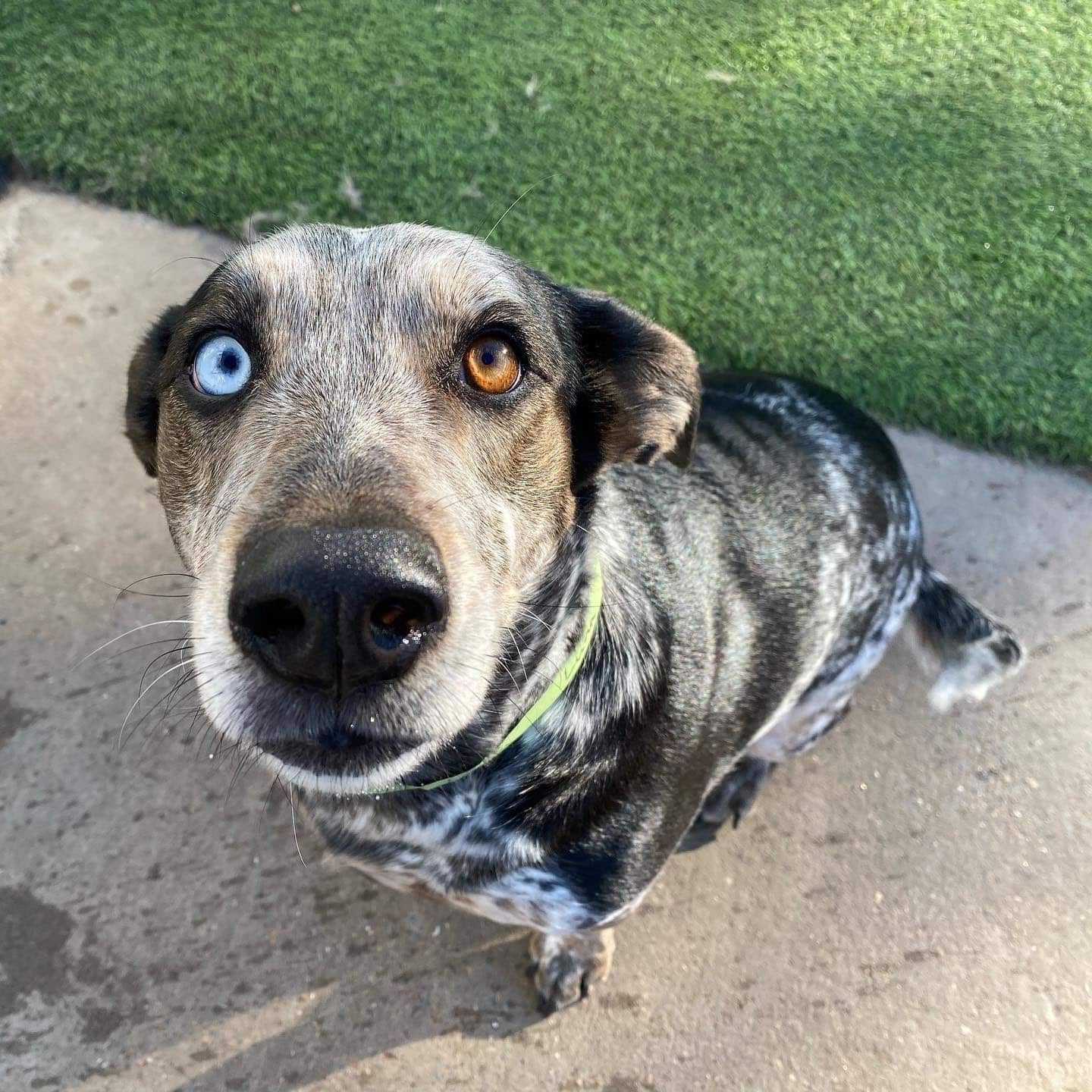 dog with blue eye and brown eye dog with blue eye and brown eye
