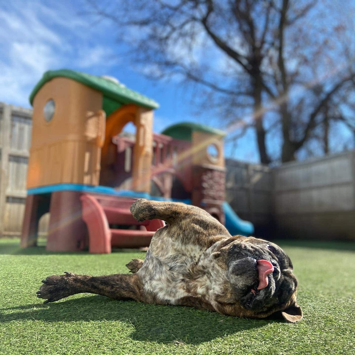 happy dog, tongue out