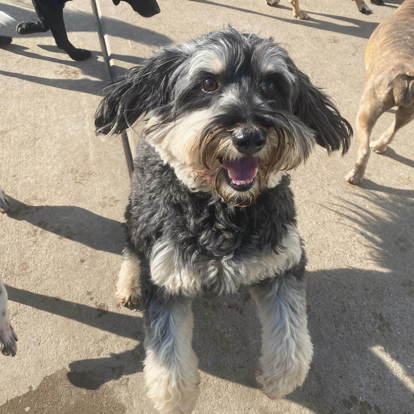 happy floof happy floof