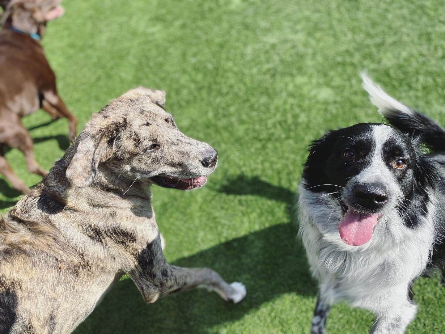 smiling pups smiling pups