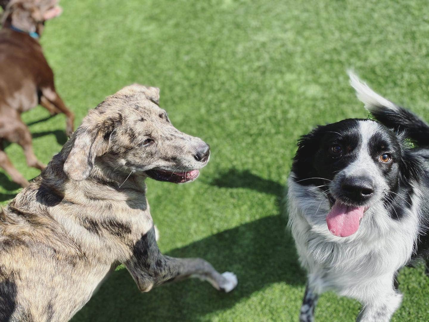 smiling pups