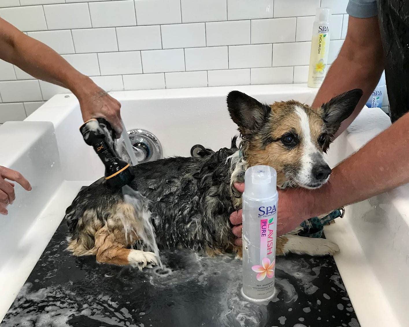 DIY Dog wash at Hounds Lounge West Little Rock