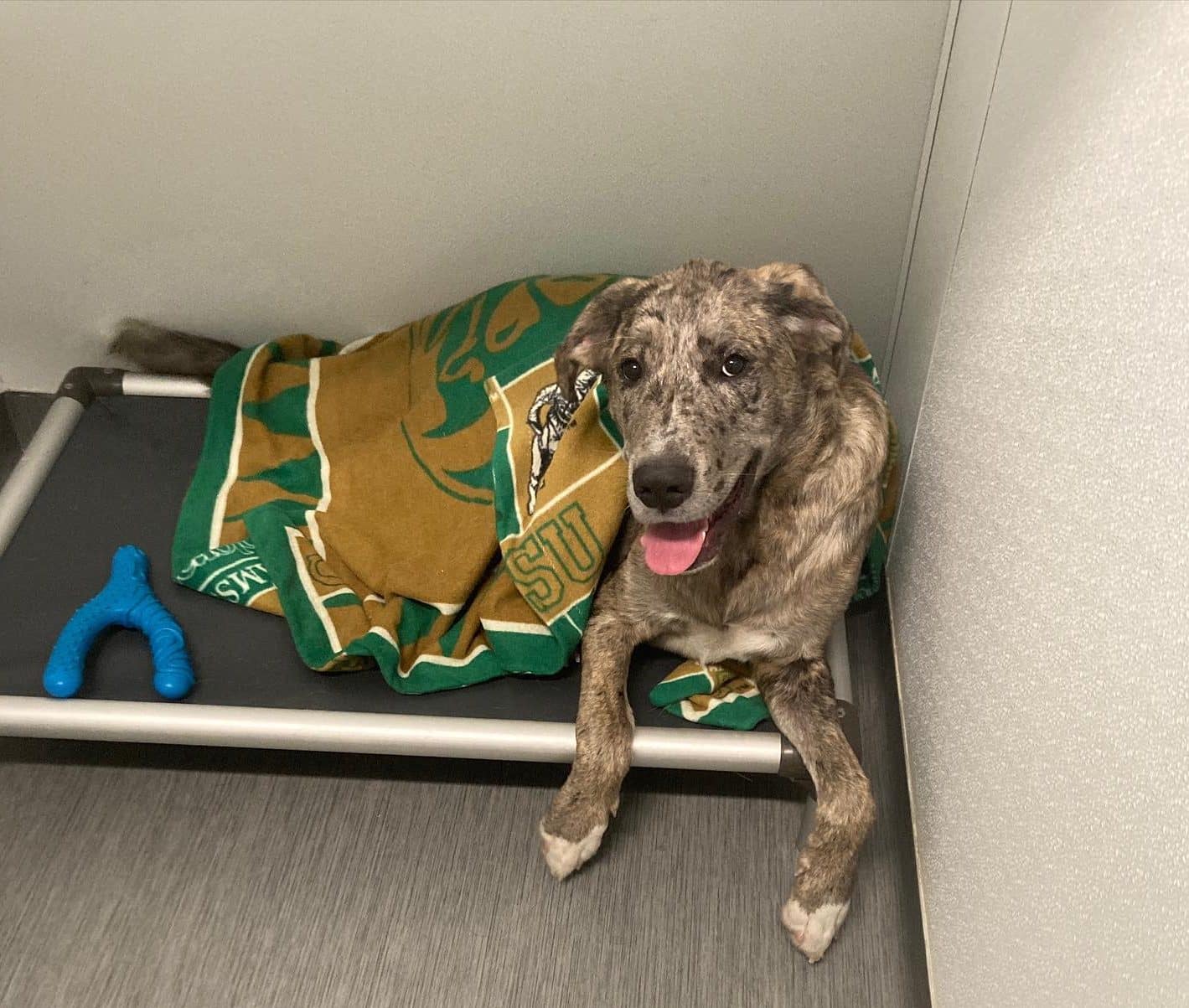 Dog Curled up at the best Dog Boarding facility in West Little Rock