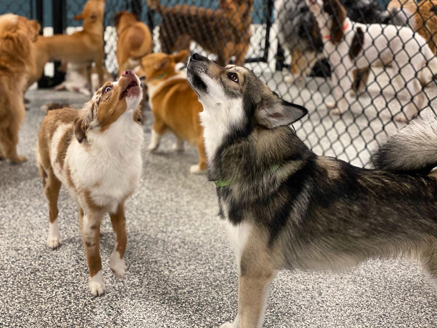 Dogs howling at doggie daycare at Hounds Lounge West Little Rock