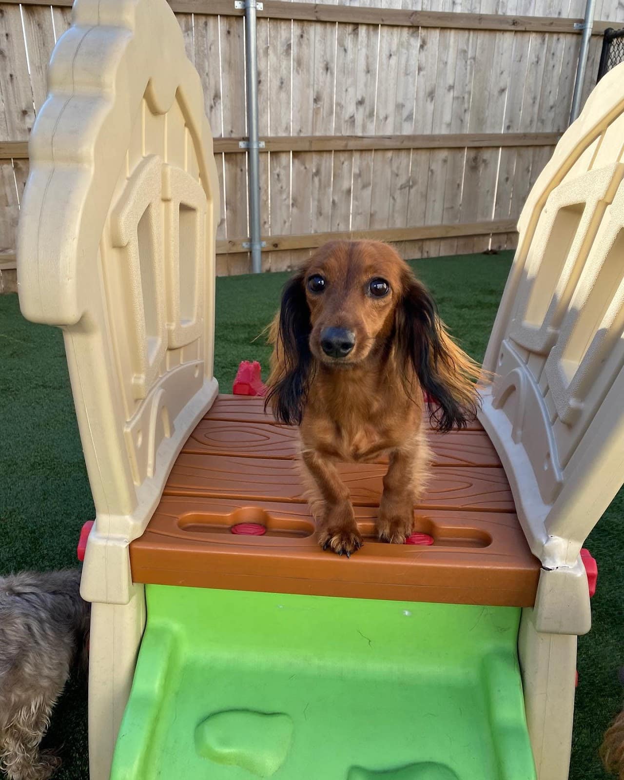 Dachshund on playground