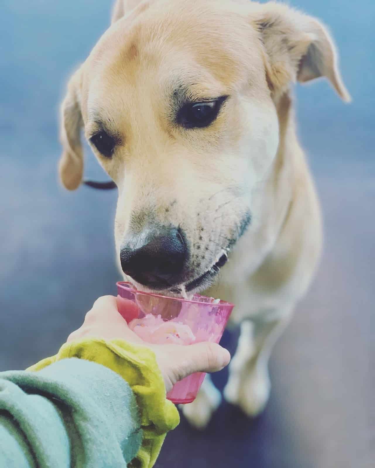 Dog eating special treat