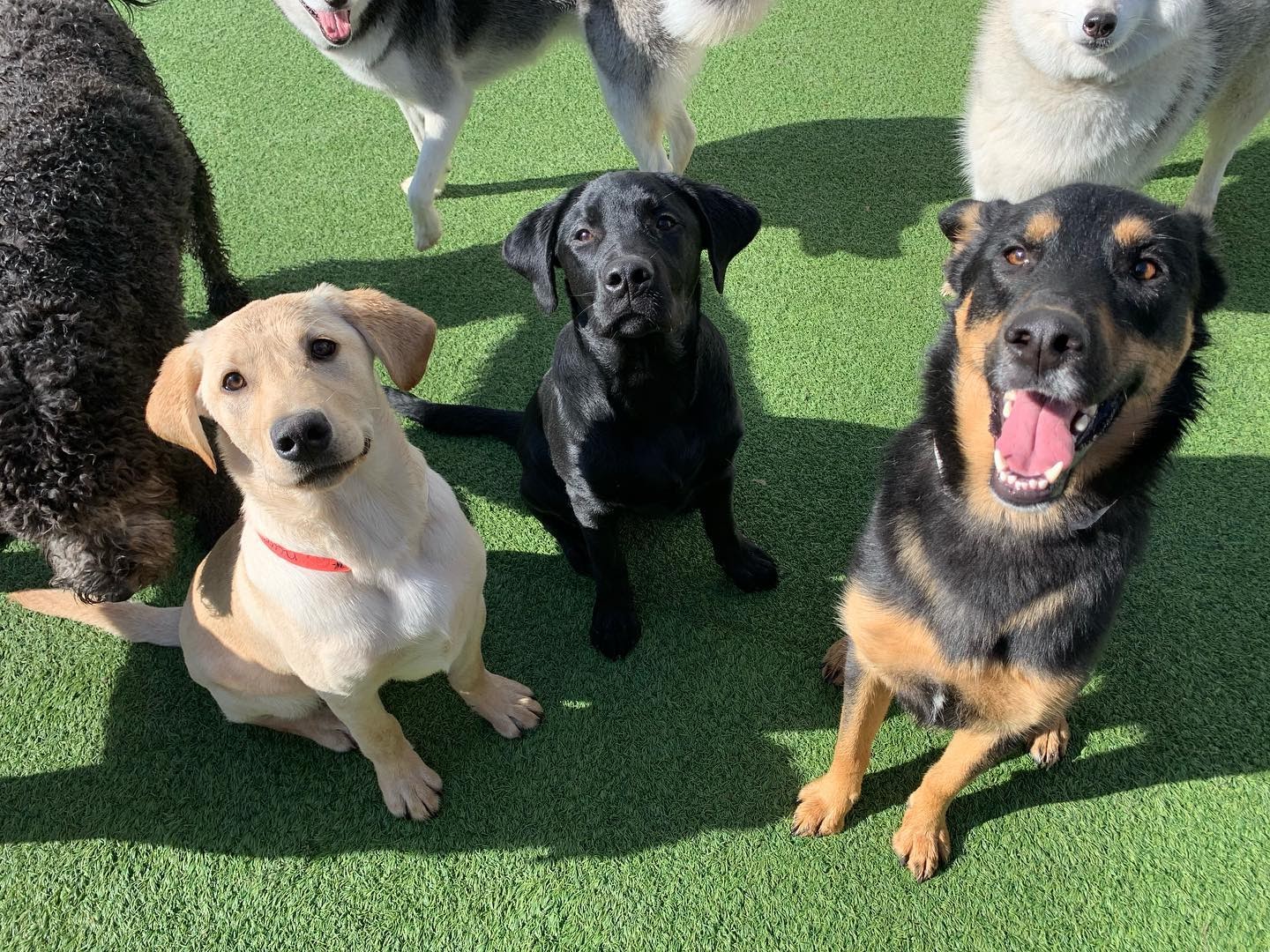 Dog trio hanging out