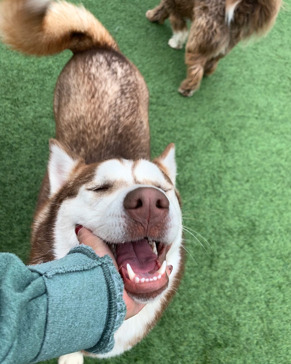 Human petting Husky