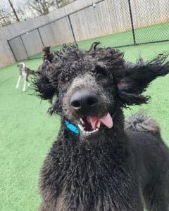 Silly dog with tongue out learning how to come