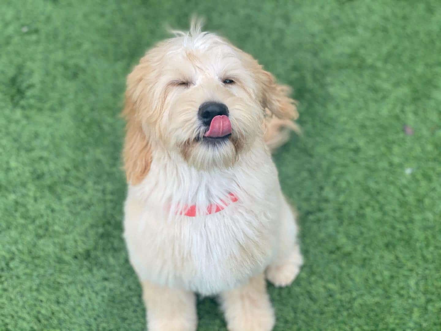 Small dog with tongue out