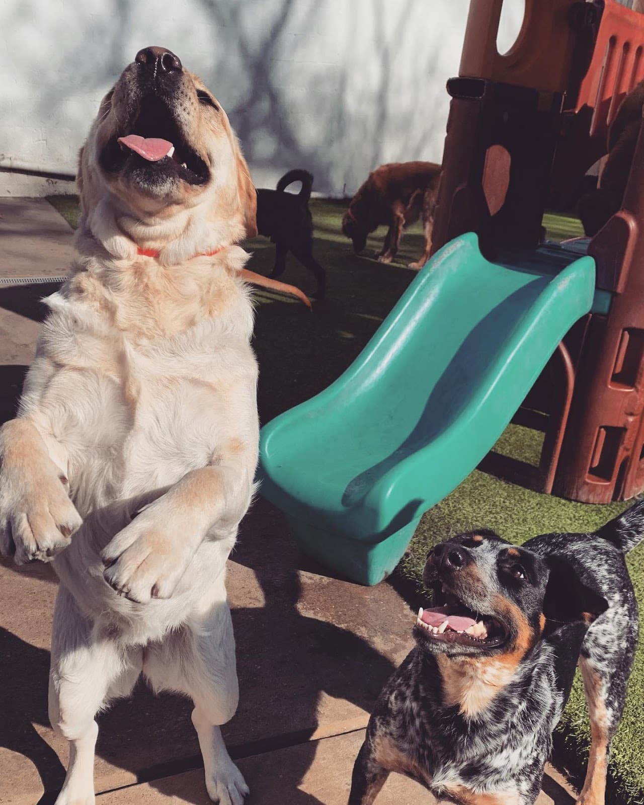 Two dogs excited to come to camera