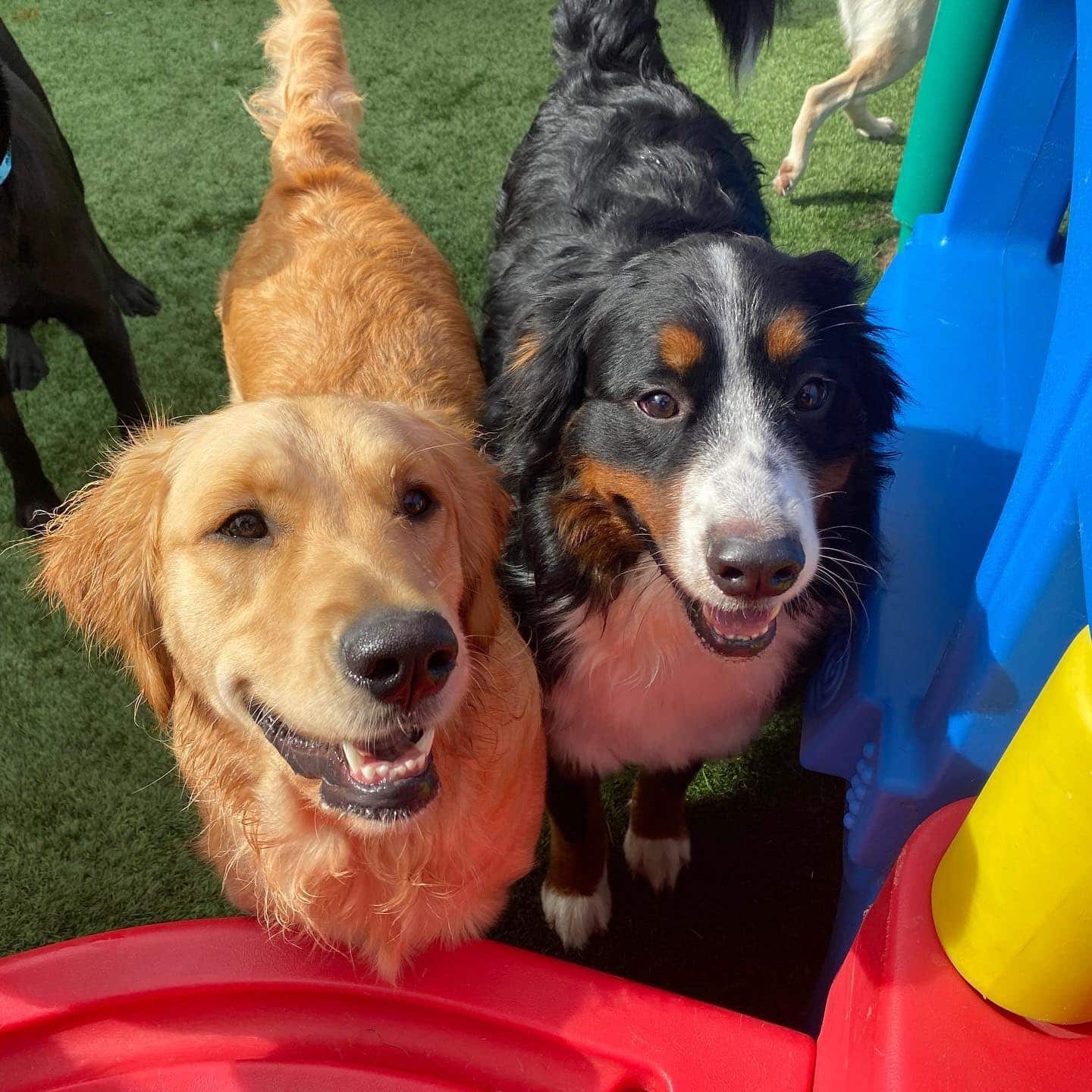 Two happy dog friends at Hounds Lounge Doggie Daycare