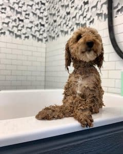 Bath time for dog