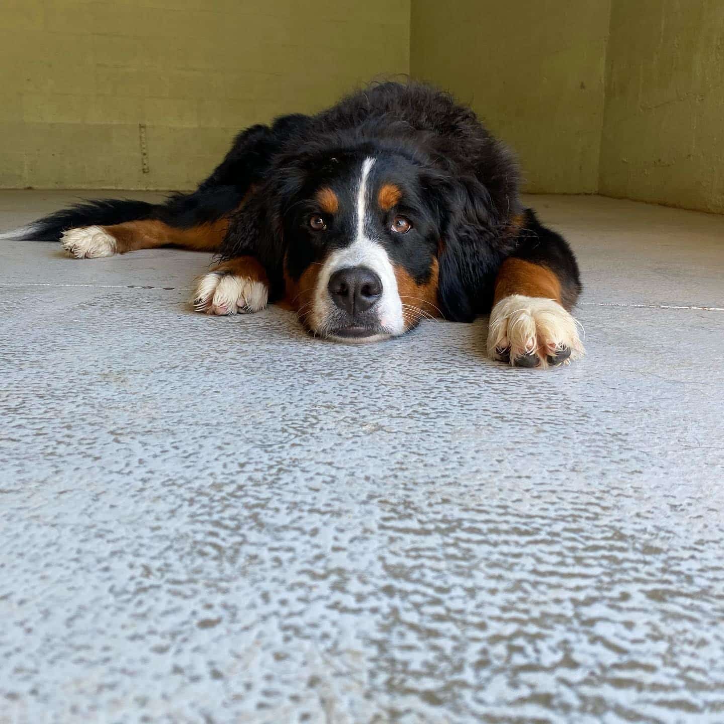 Bernese Mountain Dog alone