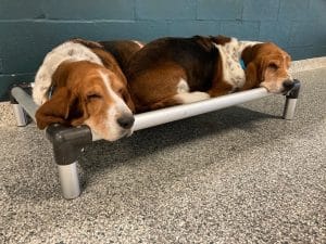 Comfy Basset Hounds