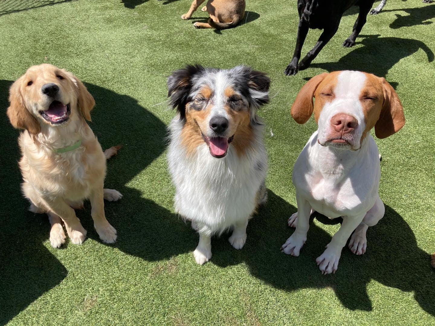 Dog pack at doggie daycare
