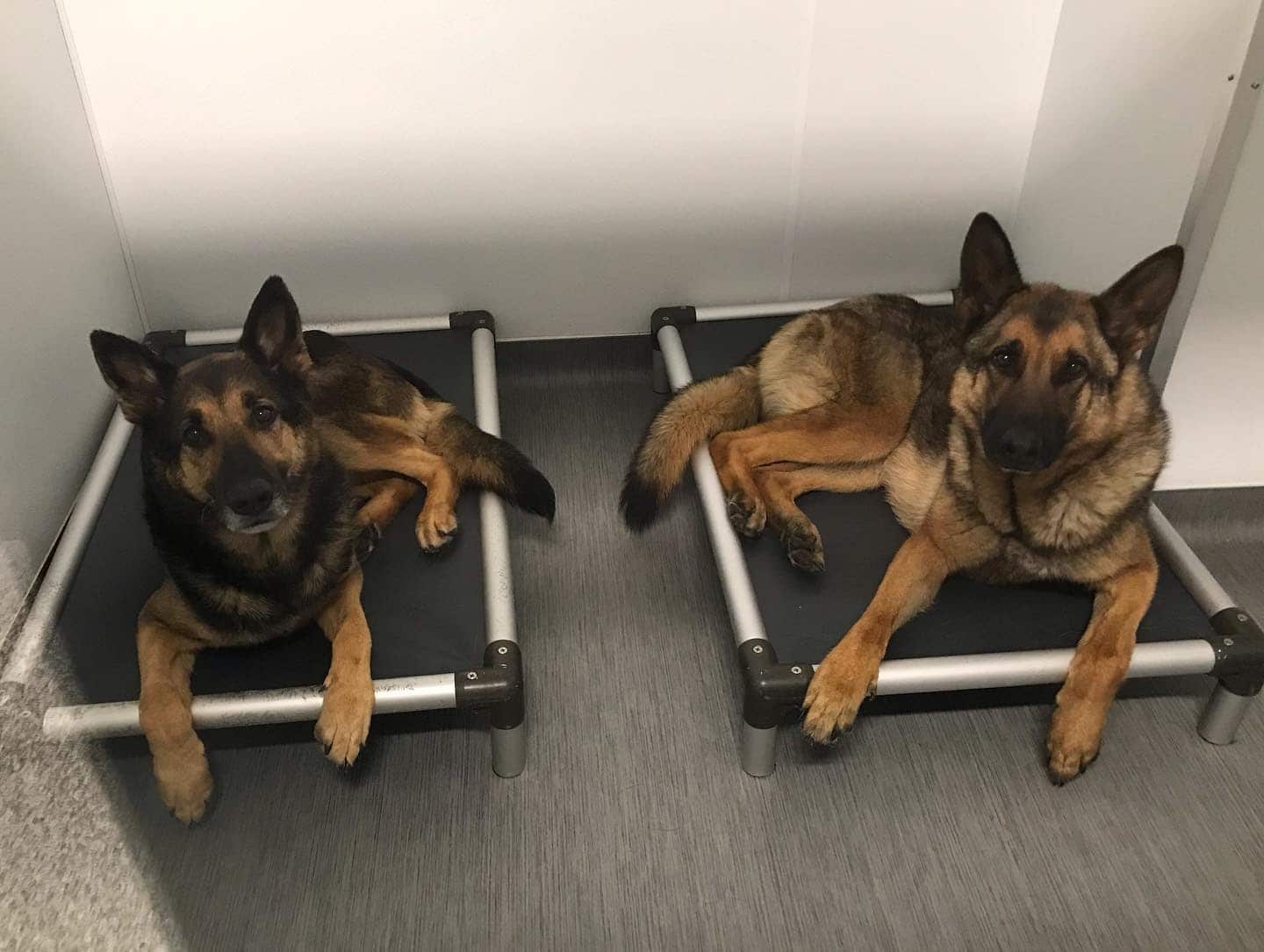 German Shepherd Dog Boarding roomies